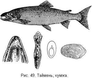 Жизнь и ловля пресноводных рыб. Часть 1 ris049.jpg