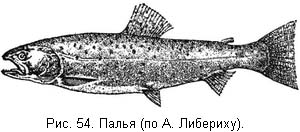 Жизнь и ловля пресноводных рыб. Часть 1 ris054.jpg