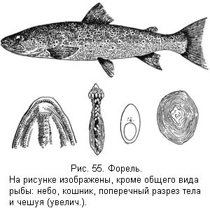 Жизнь и ловля пресноводных рыб. Часть 1 ris055.jpg