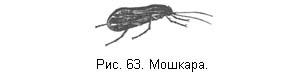 Жизнь и ловля пресноводных рыб. Часть 1 ris063.jpg