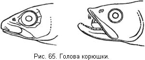 Жизнь и ловля пресноводных рыб. Часть 1 ris065.jpg