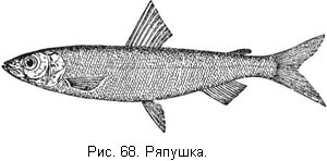 Жизнь и ловля пресноводных рыб. Часть 1 ris068.jpg