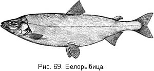 Жизнь и ловля пресноводных рыб. Часть 1 ris069.jpg