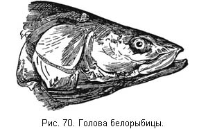 Жизнь и ловля пресноводных рыб. Часть 1 ris070.jpg