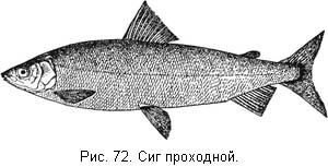 Жизнь и ловля пресноводных рыб. Часть 1 ris072.jpg