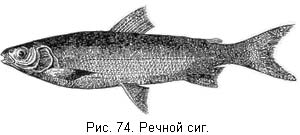 Жизнь и ловля пресноводных рыб. Часть 1 ris074.jpg