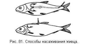 Жизнь и ловля пресноводных рыб. Часть 1 ris081.jpg