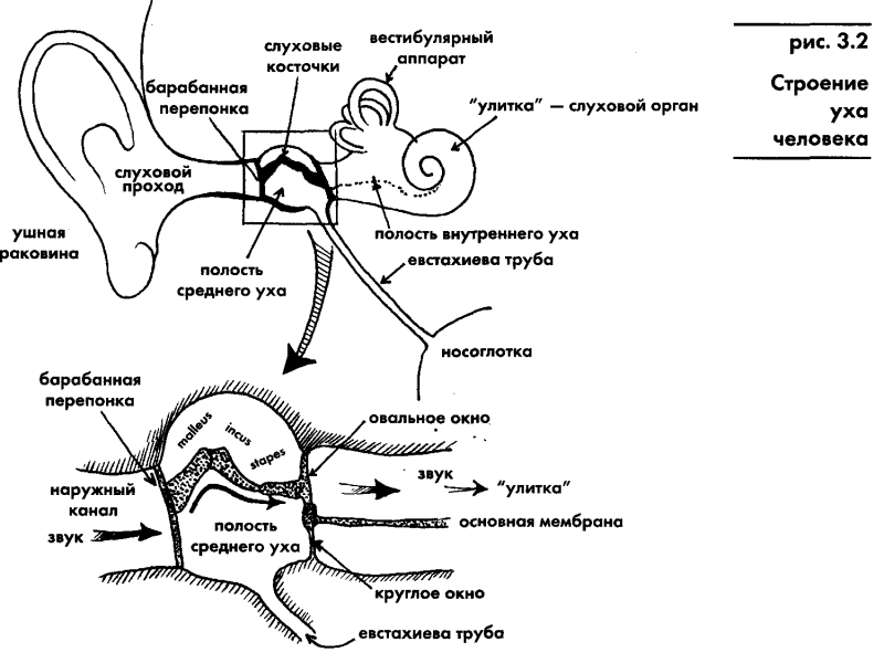 Акваланг и подводное  плавание img_22.png