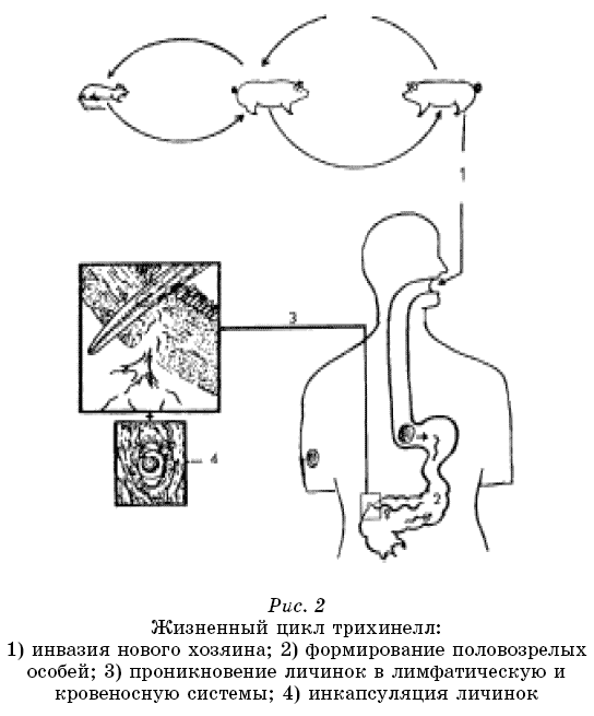 Новые тайны нераспознанных диагнозов. Книга 1 pic2.png