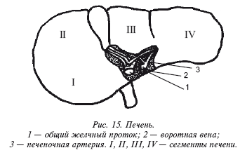 Очищение организма и здоровье: современный подход i_015.png