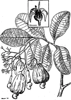 Contact-Poisonous Plants of the World anacardium0.png