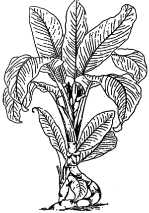 Contact-Poisonous Plants of the World dieffenbachia0.png