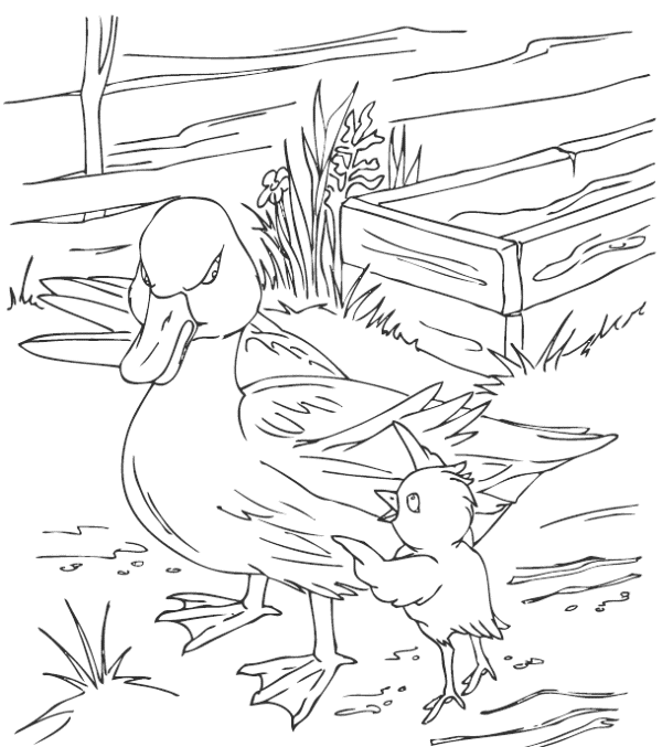 Нарисовать рисунок гадкий утенок. Гадкий утенок на птичьем дворе раскраска. Белая уточка раскраска к сказке. Иллюстрация Гадкий утенок раскраска. Раскраска. Гадкий утенок.