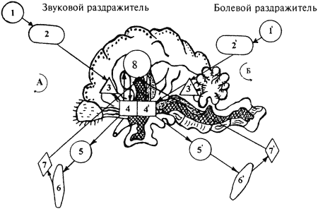 Кинологическое обеспечение деятельности органов и войск МВД РФ i_005.png