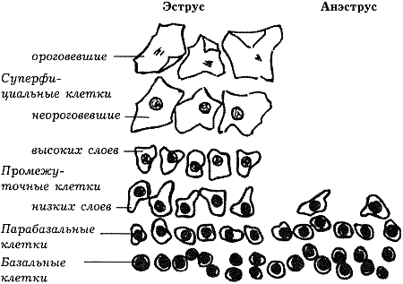 Племенное разведение собак i_004.png