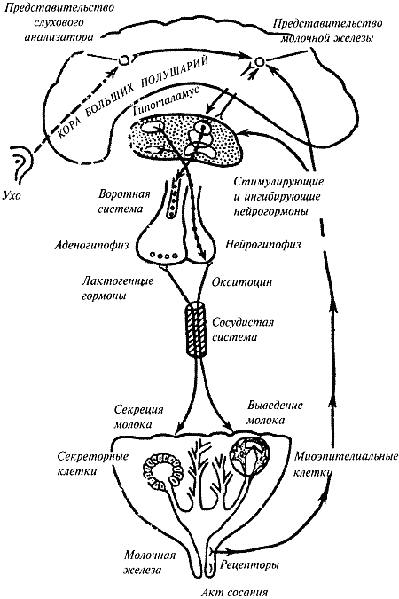 Племенное разведение собак i_020.png