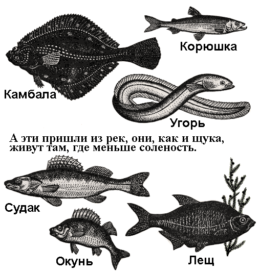 По морям вокруг Земли. Детская морская энциклопедия. Часть I i_024.png