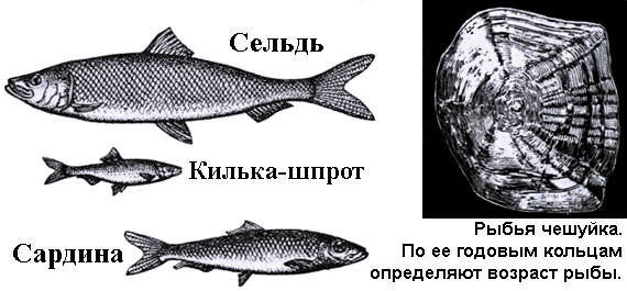 По морям вокруг Земли. Детская морская энциклопедия. Часть I i_039.png