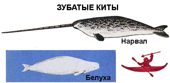 По морям вокруг Земли. Детская морская энциклопедия. Часть I i_048.png