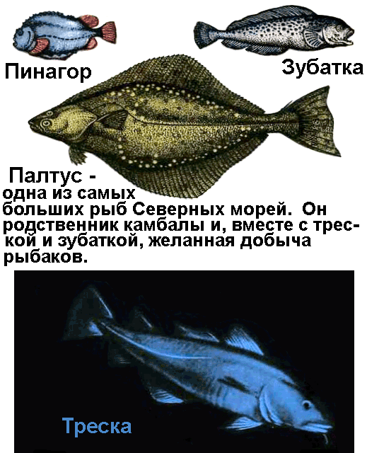 По морям вокруг Земли. Детская морская энциклопедия. Часть I i_049.png