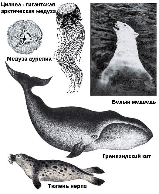 По морям вокруг Земли. Детская морская энциклопедия. Часть I i_076.png