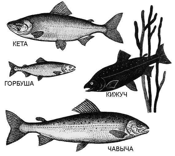 По морям вокруг Земли. Детская морская энциклопедия. Часть I i_122.png