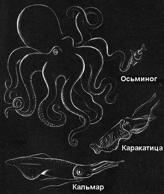 По морям вокруг Земли. Детская морская энциклопедия. Часть I i_138.png