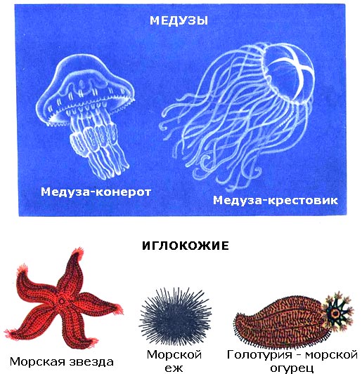 По морям вокруг Земли. Детская морская энциклопедия. Часть II i_009.jpg