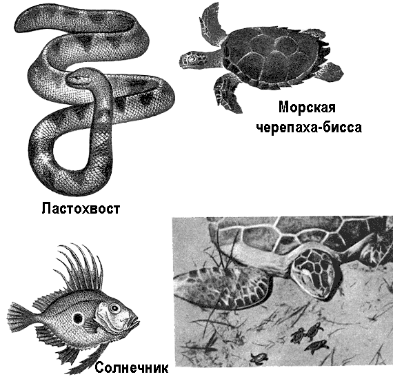 По морям вокруг Земли. Детская морская энциклопедия. Часть II i_026.png