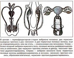 Антропологический детектив. Боги, люди, обезьяны... i_051.jpg