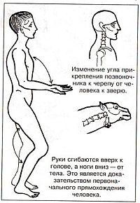 Антропологический детектив. Боги, люди, обезьяны... i_095.jpg