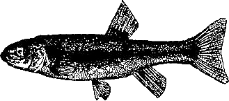 Записки об уженье рыбы i_001.png