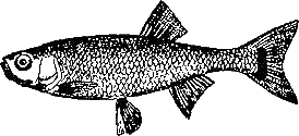 Записки об уженье рыбы i_002.png