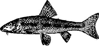 Записки об уженье рыбы i_004.png