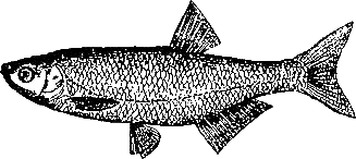 Записки об уженье рыбы i_005.png