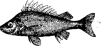 Записки об уженье рыбы i_007.png