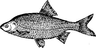 Записки об уженье рыбы i_008.png