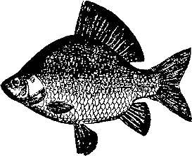 Записки об уженье рыбы i_015.png
