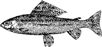 Записки об уженье рыбы i_021.png
