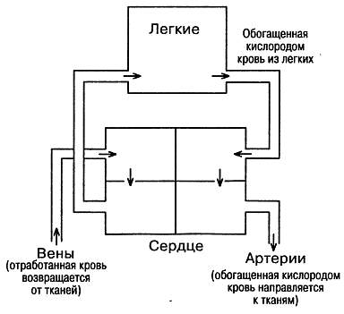 Целительные свойства перекиси водорода _01.jpg