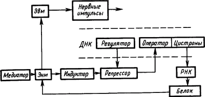 Основы физиологии высшей нервной деятельности p_033_1.png