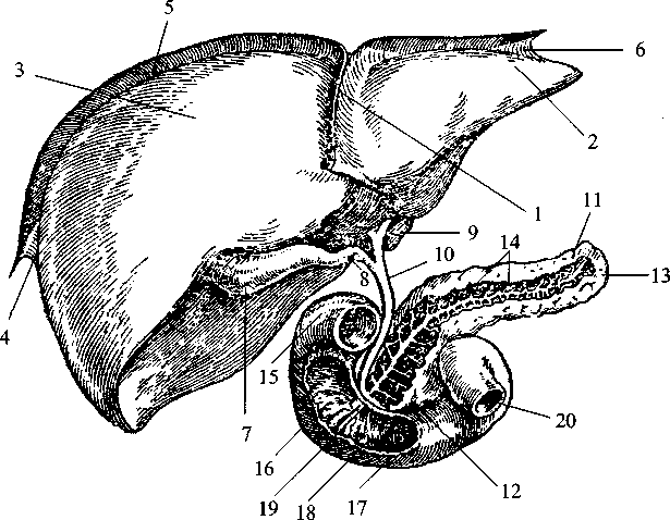 Диабет. Мифы и реальность i_003.png