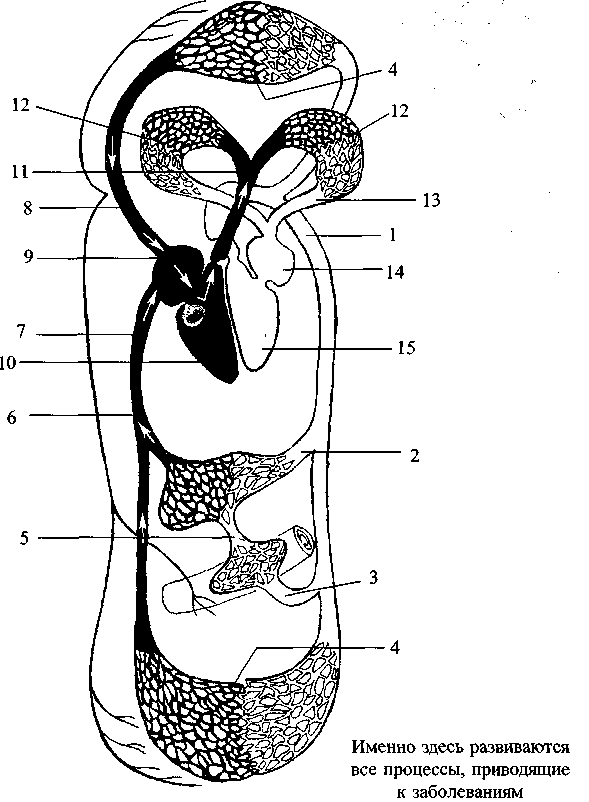 Диабет. Мифы и реальность i_022.png