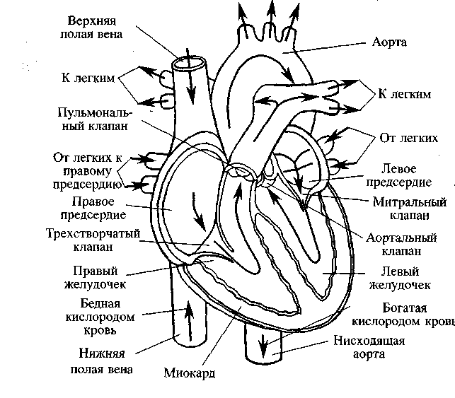 Диабет. Мифы и реальность i_023.png