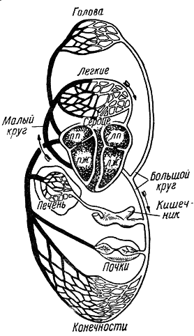 Содержание и дрессировка служебных собак i_007.png