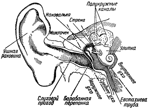 Звук и слух i_012.png