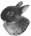 Лечение декоративных кроликов и грызунов i_003.jpg
