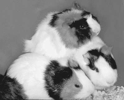 Лечение декоративных кроликов и грызунов i_004.jpg