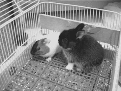 Лечение декоративных кроликов и грызунов i_031.jpg