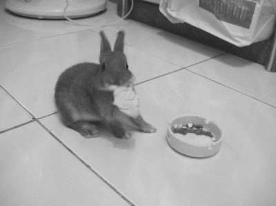 Лечение декоративных кроликов и грызунов i_036.jpg
